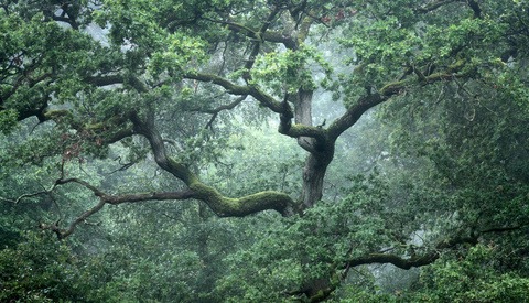 Falling in Love With Your Backyard and Getting Fantastic Photos You Want to Hang on Your Wall