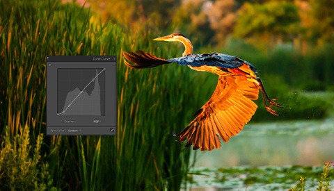 7 Tone Curve Tips That Will Make Your Editing Better