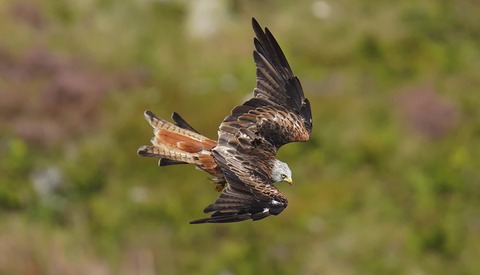 Comparing the Sony 200-600mm f/5.6-6.3 G OSS to the 100-400mm f/4.5-5.6 GM OSS