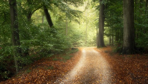 Five Essential Tips to Know for Woodland Photography