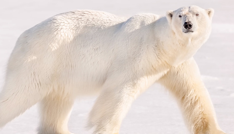 Wildlife Photography with Canon's 1200mm Lens