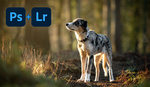 Edit Better Dog Portraits With Lightroom and Photoshop CC