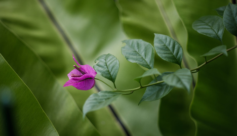 Is Video the Future of Media Compared to Photography?