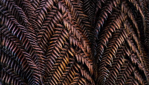 Techniques for Navigating the Complexity of Forest Photography