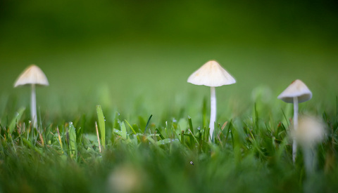 Voigtländer 75mm f/1.5 Nokton Review: Precision and Quality