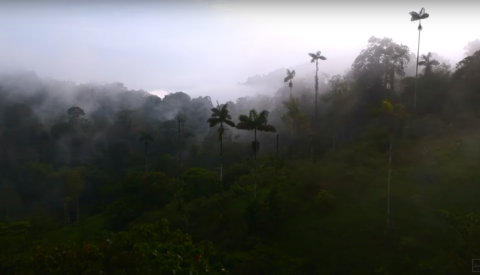 Conservation Photography in the Rainforest: A Must-See Documentary